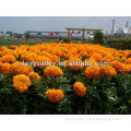 Hybrid F1 Yellow Orange Golden Marigold Seeds For Cultivation